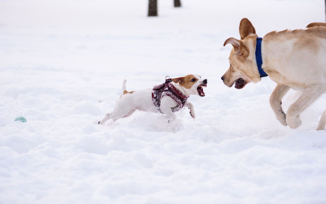 Vanguard Small-Cap Index Admiral