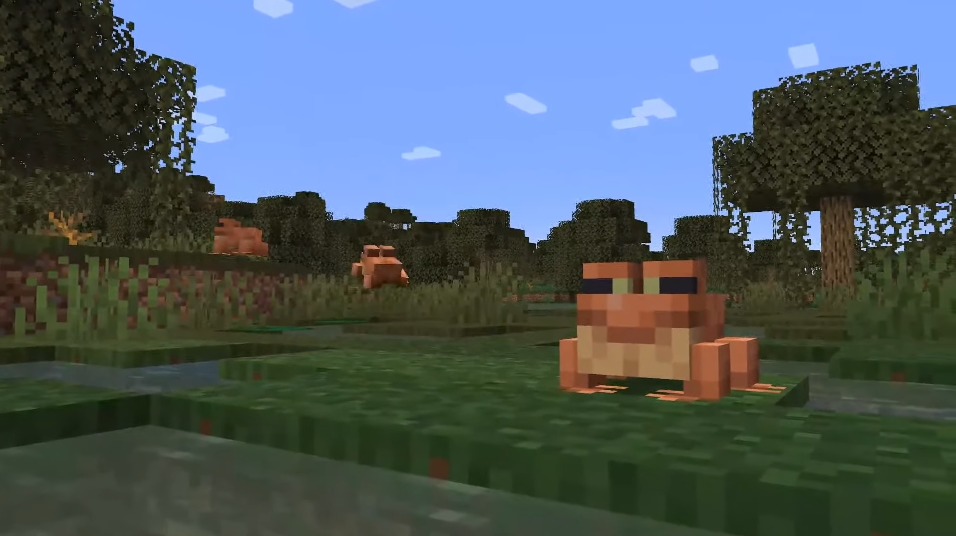 Minecraft - Turuncu kurbağalar bir bataklık biyomunda yerde oturuyor