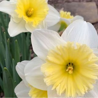 'Ice Follies' daffodils