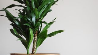 The bottom half of a Corn Plant (Dracaena fragrans) in a pot against a whit grey wall