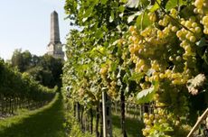 Custoza grape varieties