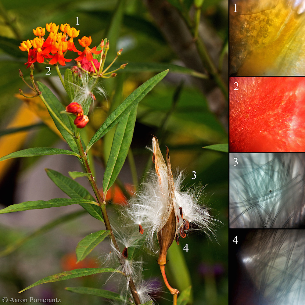 image of a milkweed plant taken with foldscope