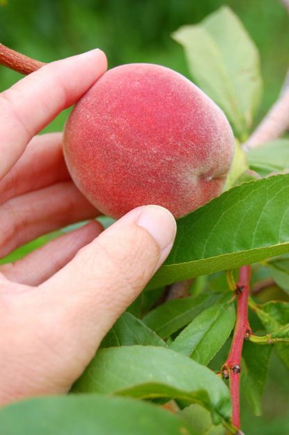 Hand Picking Peach From Tree
