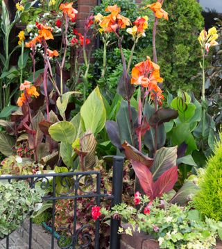 Canna or Canna lily in a small garden, England,