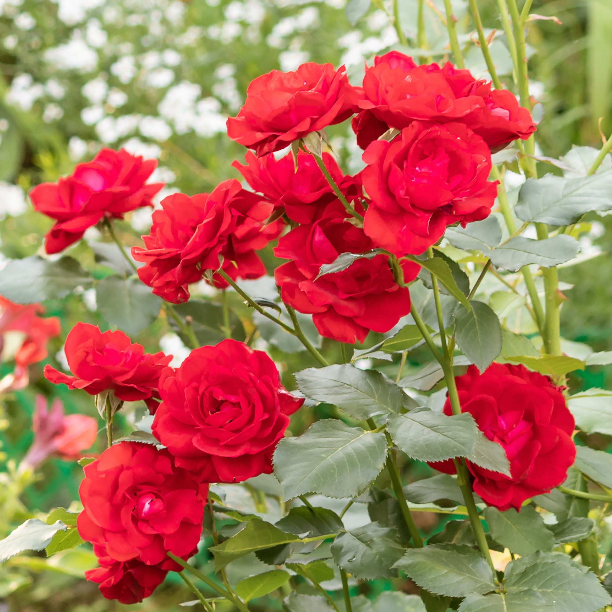 Lush flowering of a floribunda rose bush (Nina Weibull) in a summer garden, vertically. - stock photo