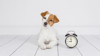 Terrier waiting beside clock