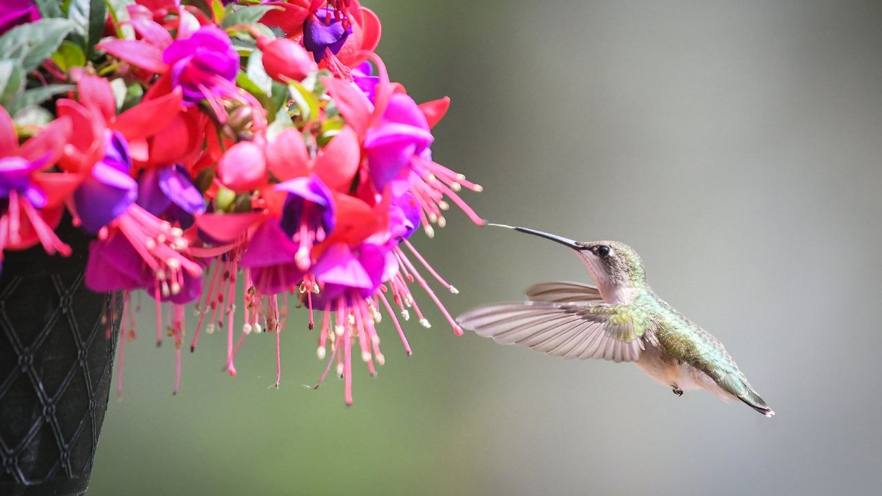 A hummingbird hovers by fuchsias blooming in a hanging basket