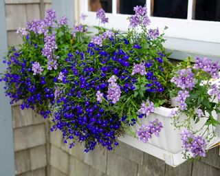 lobelia and other lilc flower in windowbox