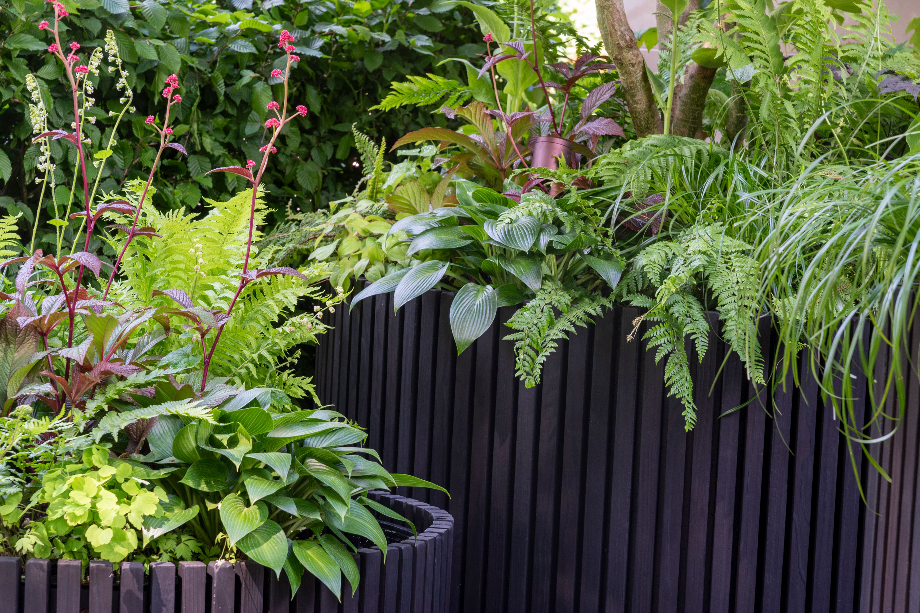 large black ribbed containers planted with ferns, heuchera, hosta and ornamental grasses