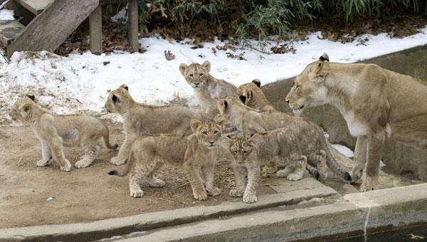 lion-cubs-named-101220-02