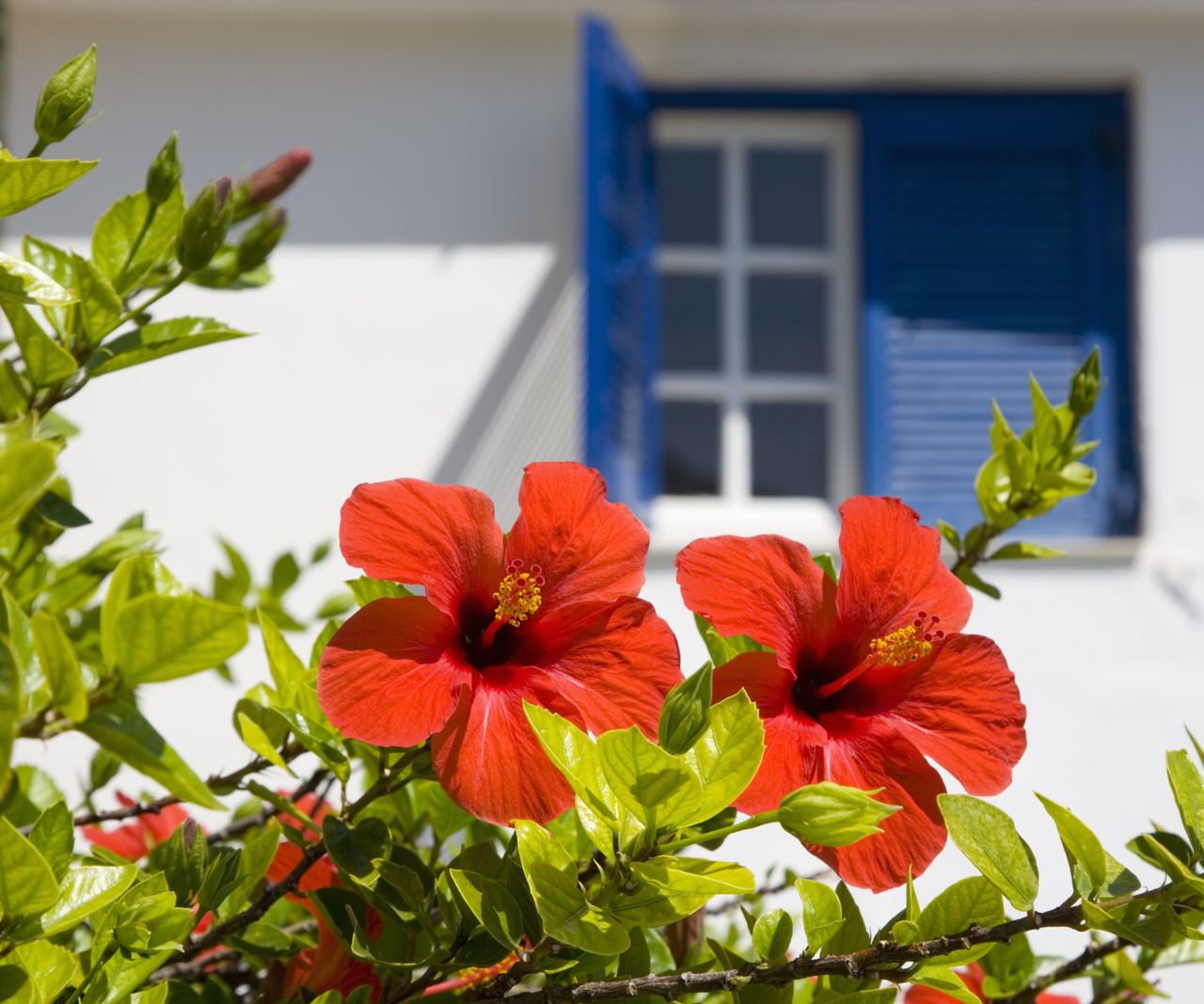 Is it necessary to deadhead hibiscus flowers? Experts advise Homes