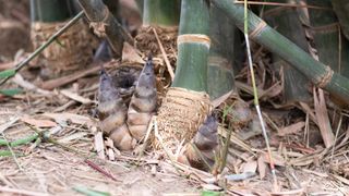 picture of young bamboo roots and stems