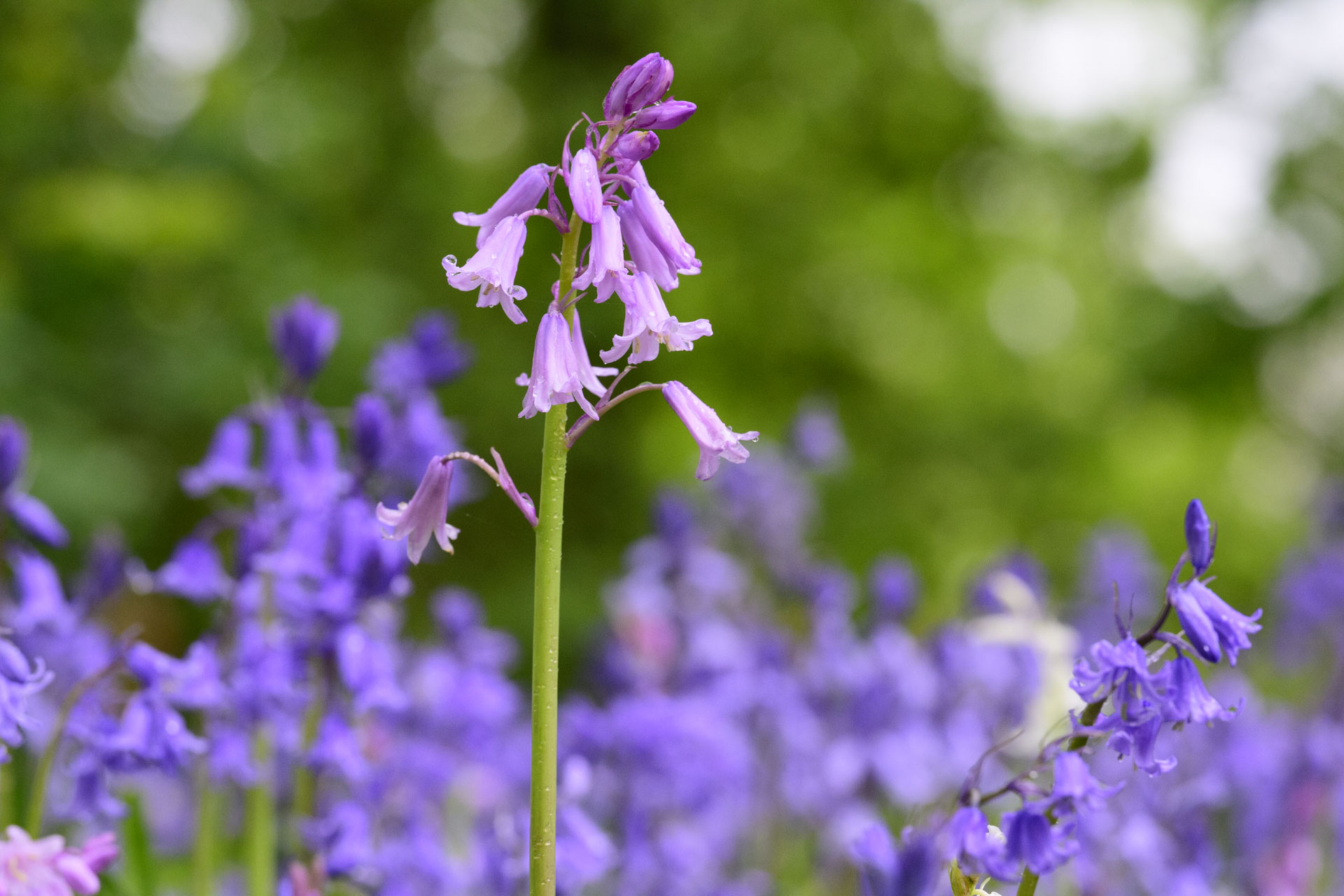 Nikon Z 70-200mm f/2.8 VR S II image gallery: closeup of bluebells in front of dappled light