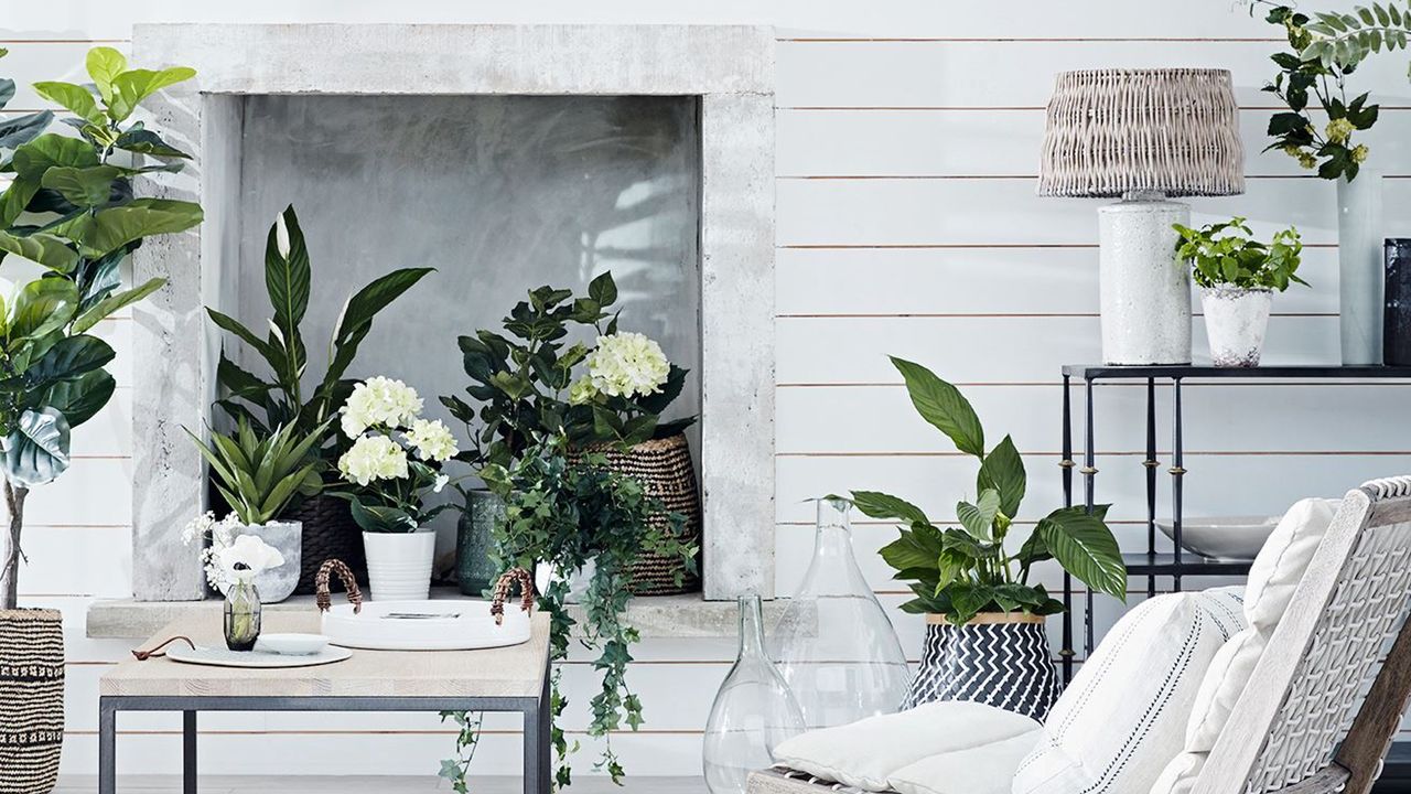 Assortment of houseplants display in white painted living room