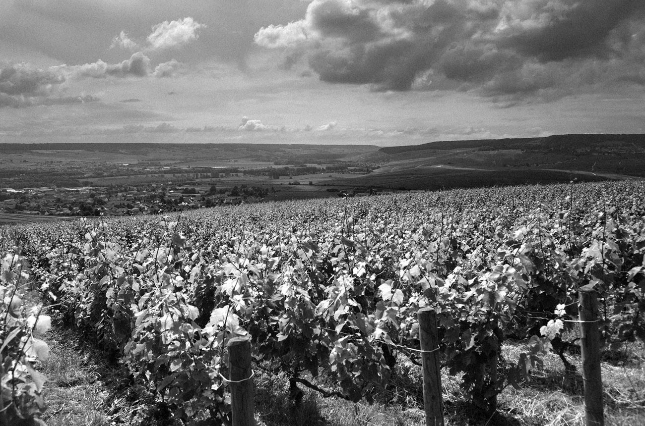 Top Champagne Brands