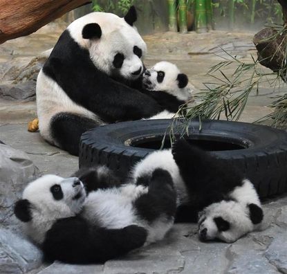 Panda mom and her triplets are reunited in China