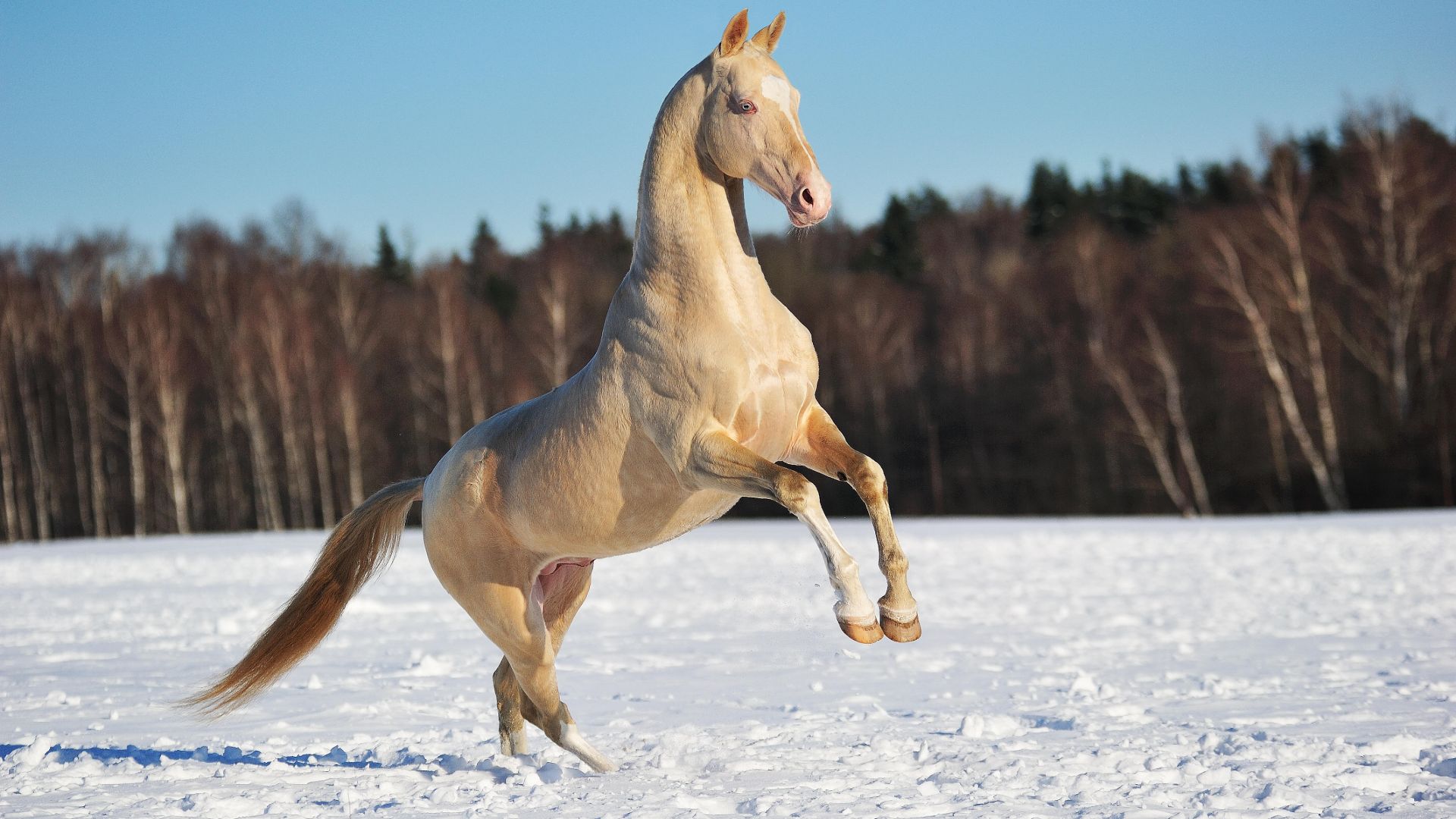 perlino horse rearing