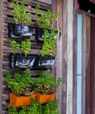 Vertical gardening vegetable garden