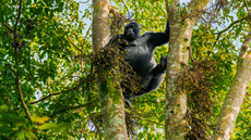 Silverback mountain gorilla in Uganda 