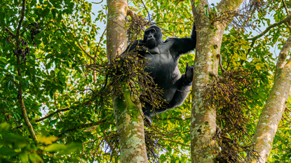 Silverback mountain gorilla in Uganda 