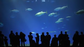 Crowd of people staring into an aquarium with fish