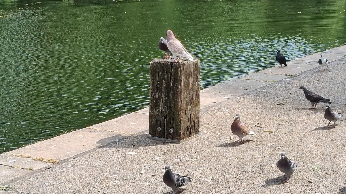 Flapping pigeons by a riverside at 2x zoom.