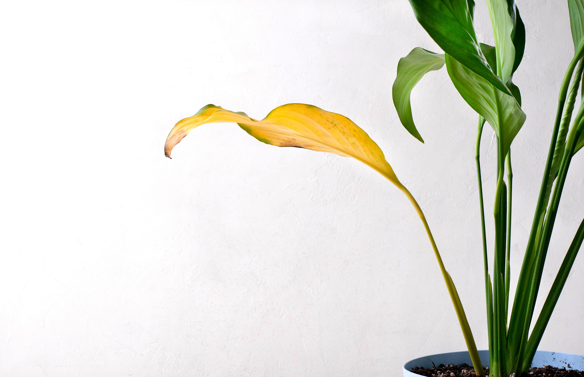 Peace lily with yellow leaf