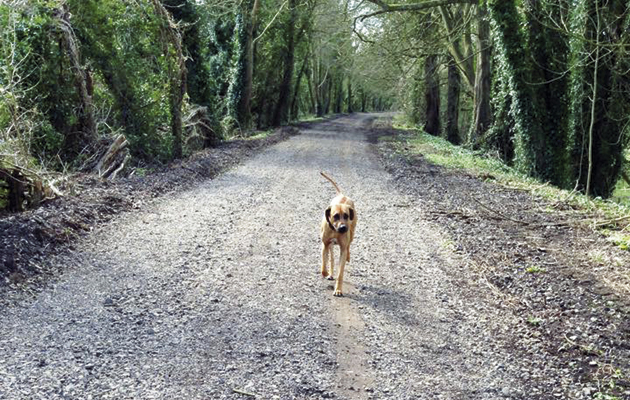 meon-trail.jpeg