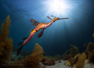 A male Weedy Seadragon with a fresh batch of eggs rises above the kelp beds to meet the morning sun. Photographed at Portsea Pier, Victoria, Australia, by Sam Glenn Smith