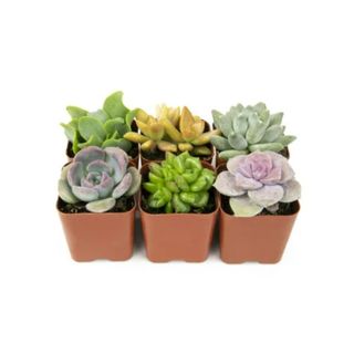 A set of six succulents 
