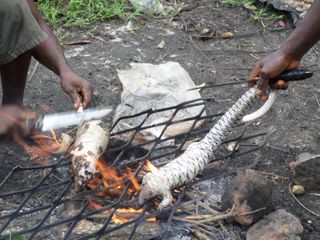 A photo shows pangolins being cooked over a fire.
