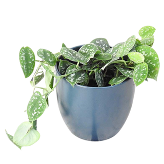 Satin Pothos Plant from Plants4Presents