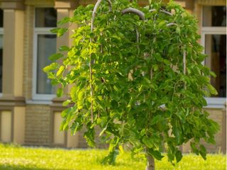 Weeping mulberry discount root system