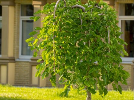 A weeping mulberry tree in a front yard