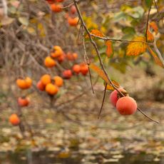 persimmon fruit tree growing near water