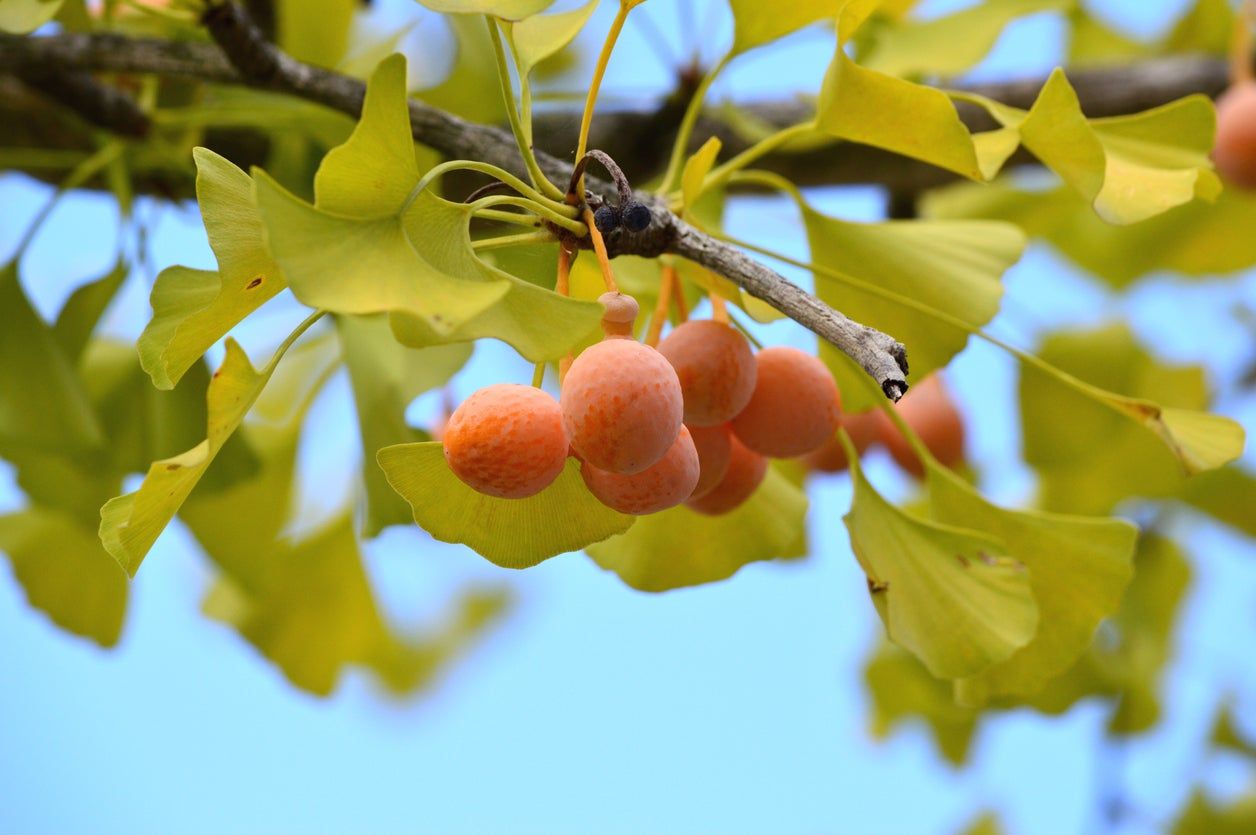 ginkgo fruit