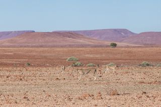 animal camouflage