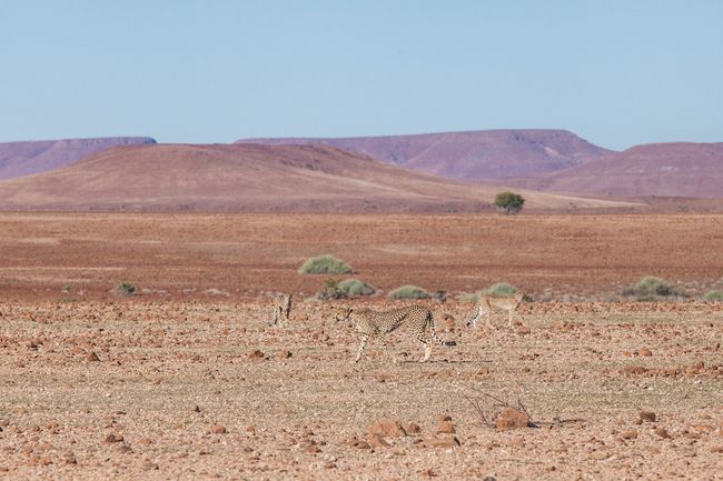 Animal Camo: Can You Find the Animals Hiding Out in These Images?