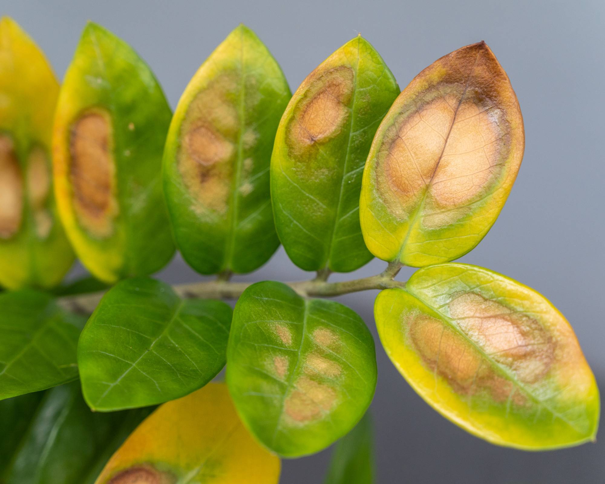 Fungal blight spots on zz plant leaves