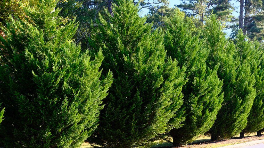 Leyland Cypress Trees in a Row along Road as hedge