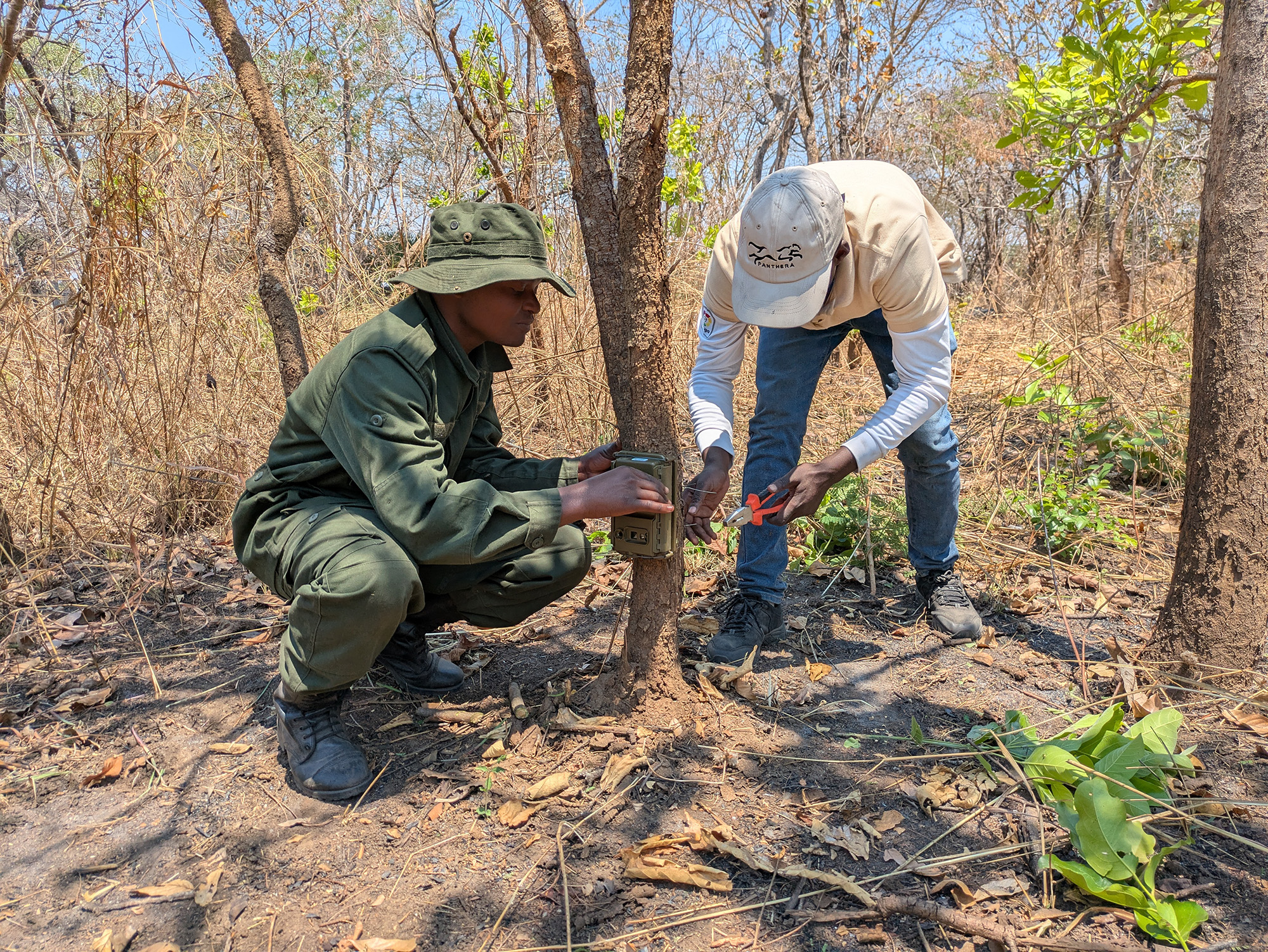 Panthera camera trap being set up on tree