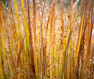 Close-up image of the beautiful ornamental grass Panicum virgatum, commonly known as switchgrass