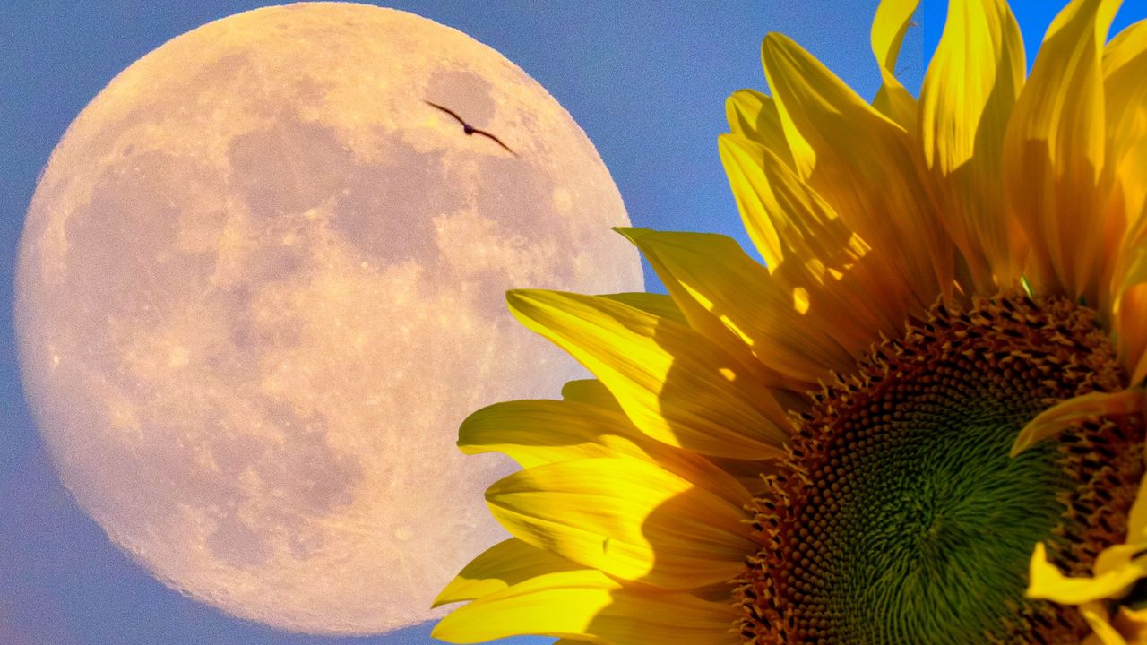 Sunflower and full moon. double exposure technique.