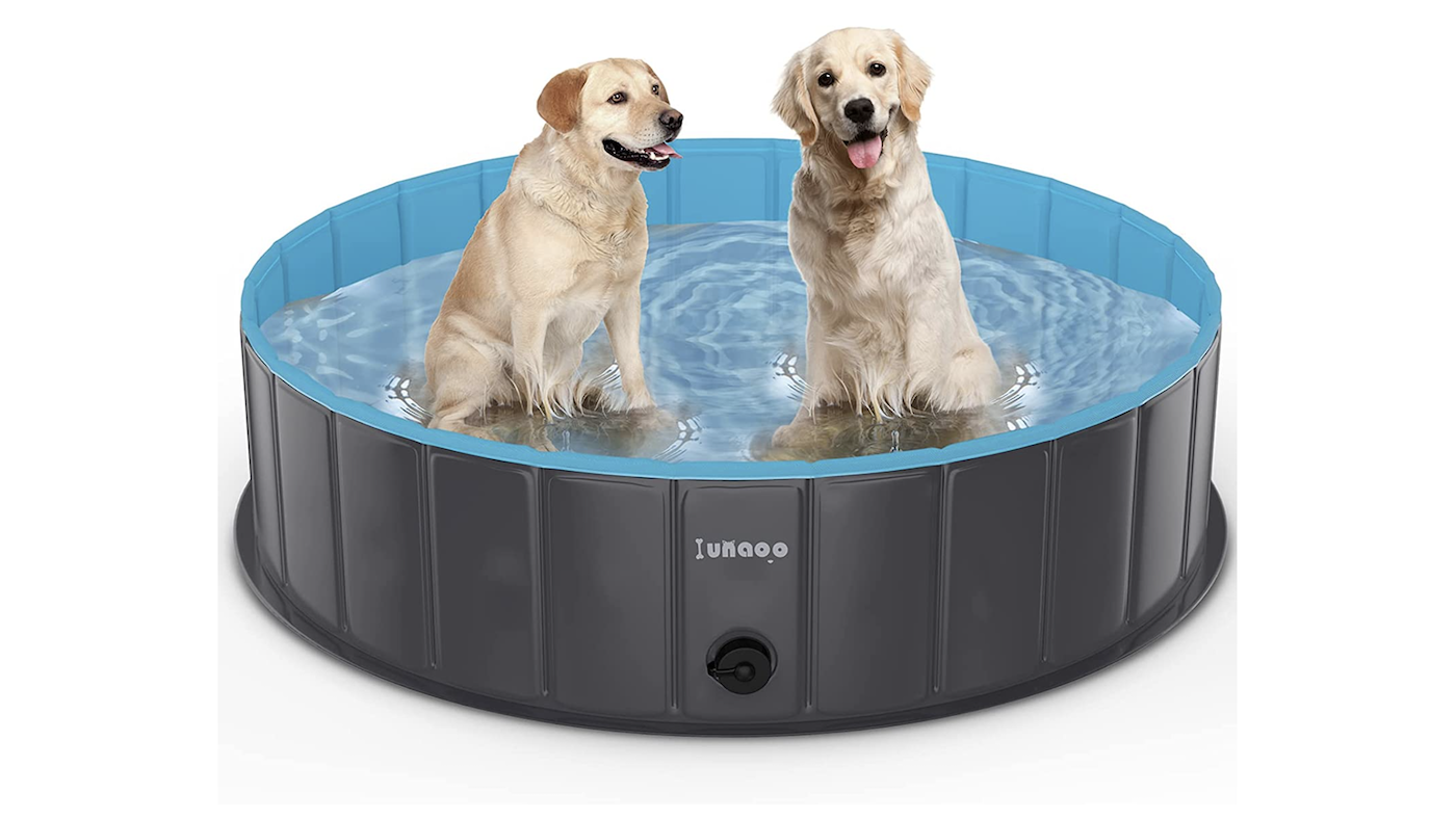 Two yellow labradors in a paddling pool