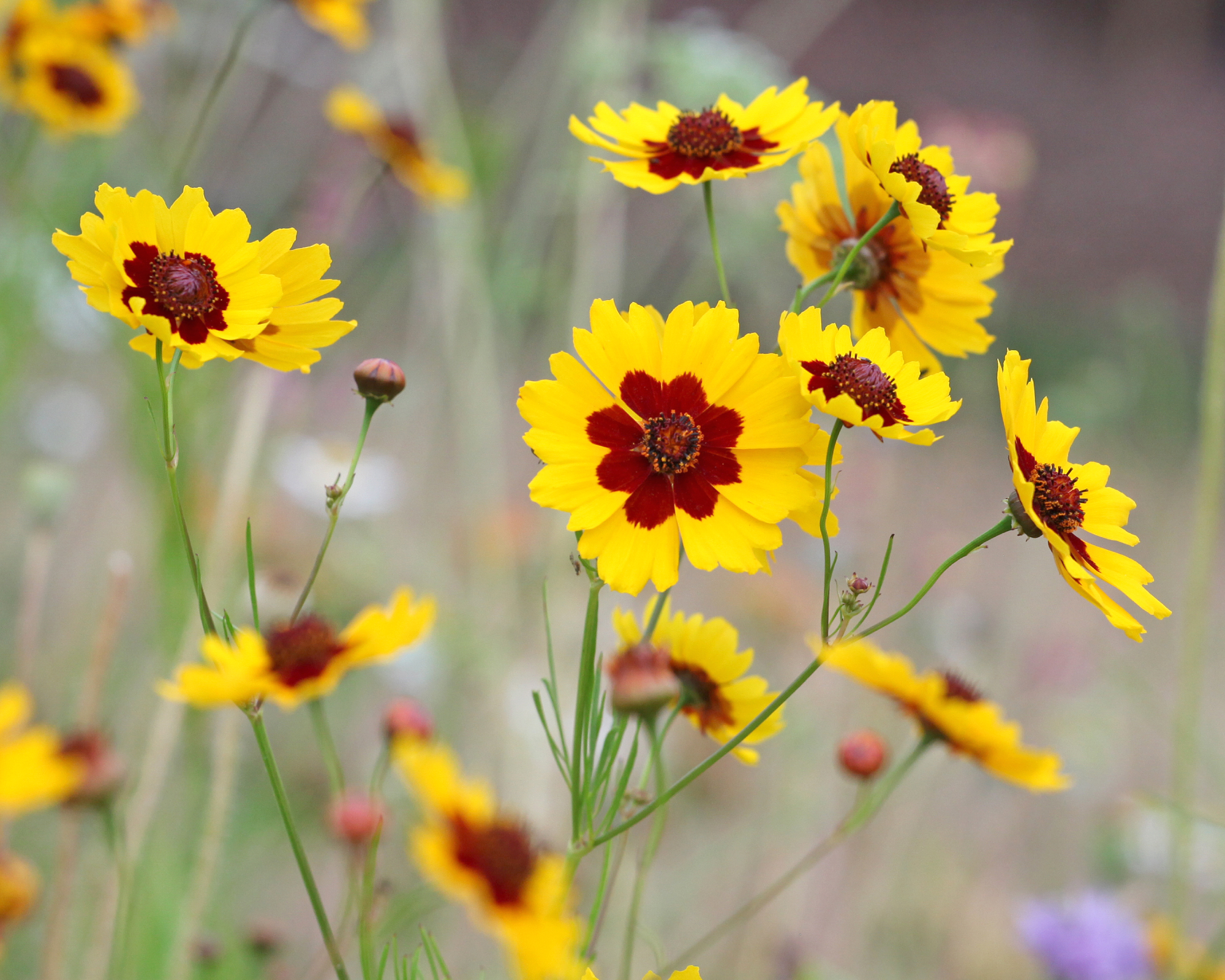 Yellow and red coreopsis growing in garden