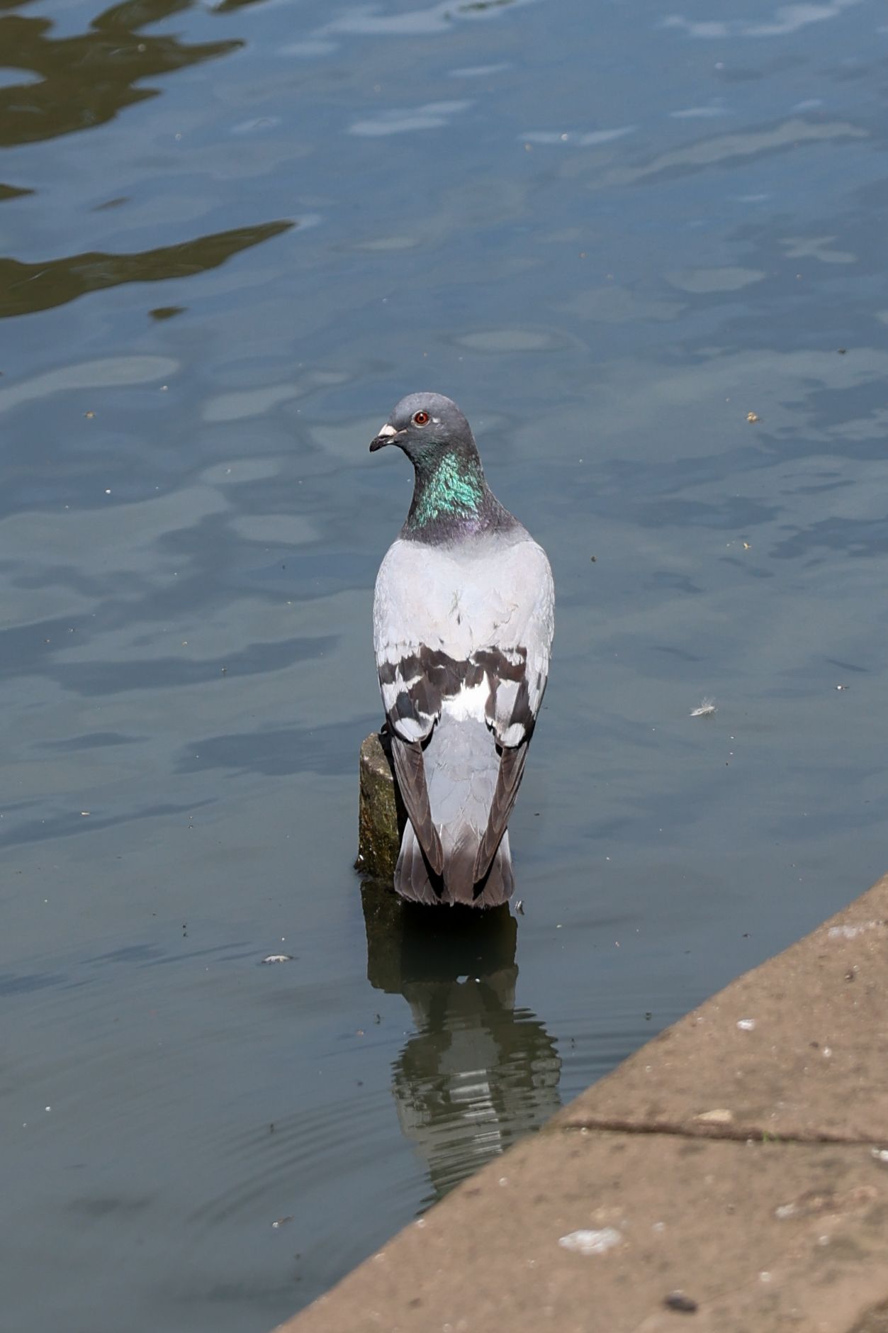 A photo of a bird taken on a Canon EOS R6 Mark III