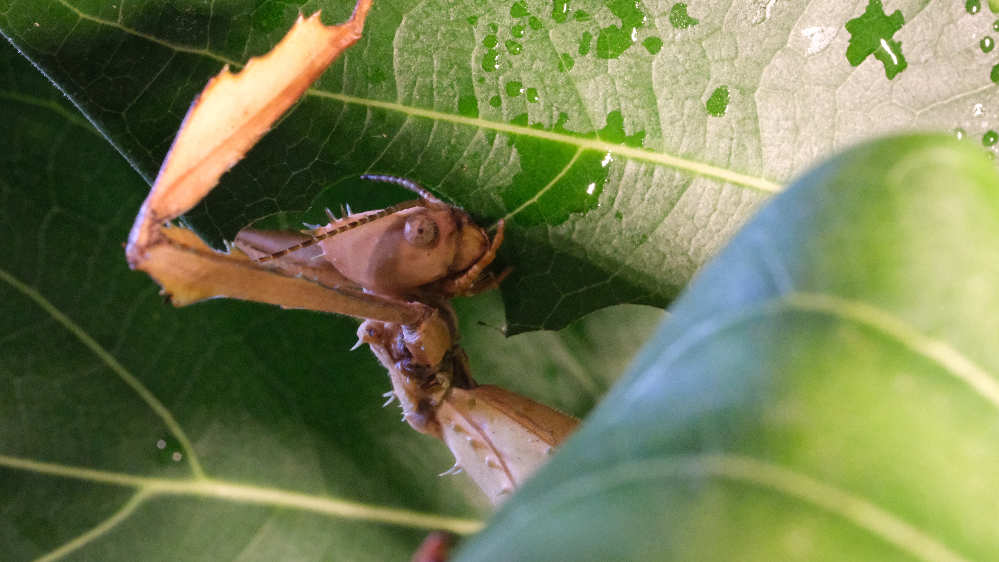 A stick insect crawling on a leaf