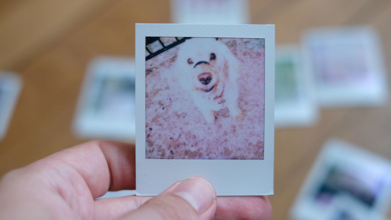 Photograph of prints made with Polaroid Go Gen 3 showing a dog looking up, image is very bright