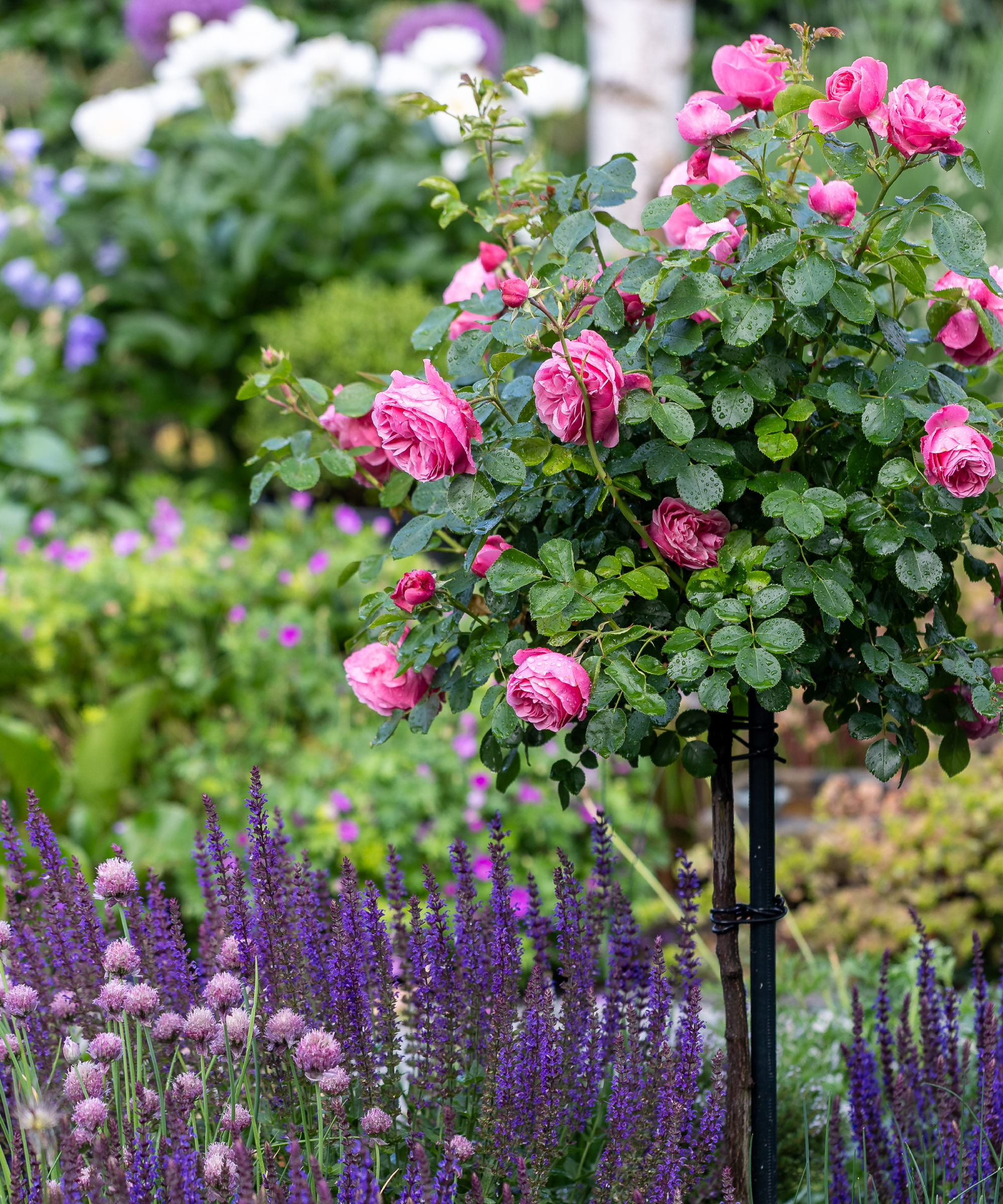 Rose topiary with salvia in garden