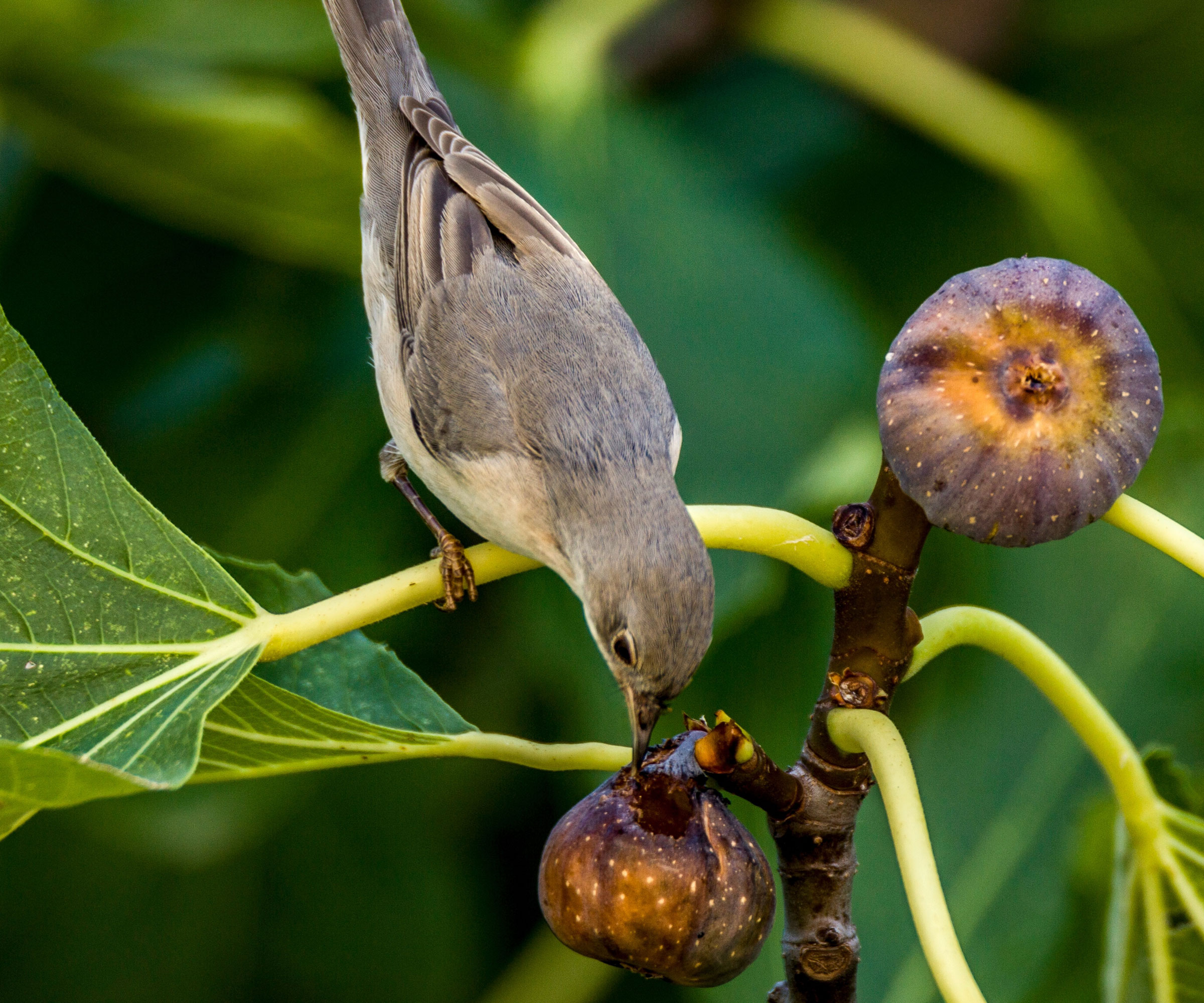 small bird eating fruit from fig tree